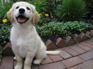 Meet Kylee, Jeff's dog